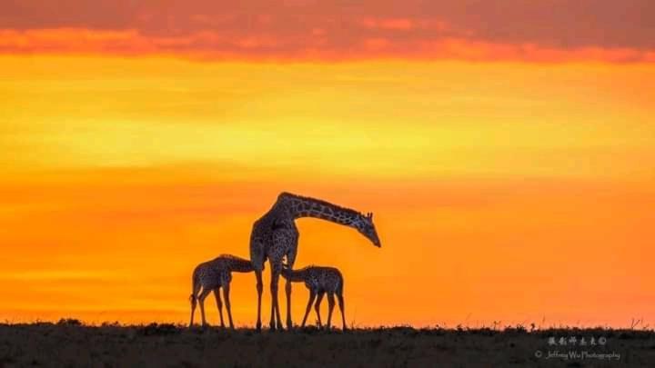 Ilkerin Camp Maasai Mara Bed & Breakfast Sekenani Dış mekan fotoğraf