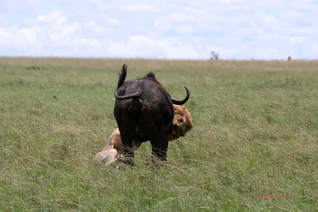 Ilkerin Camp Maasai Mara Bed & Breakfast Sekenani Dış mekan fotoğraf