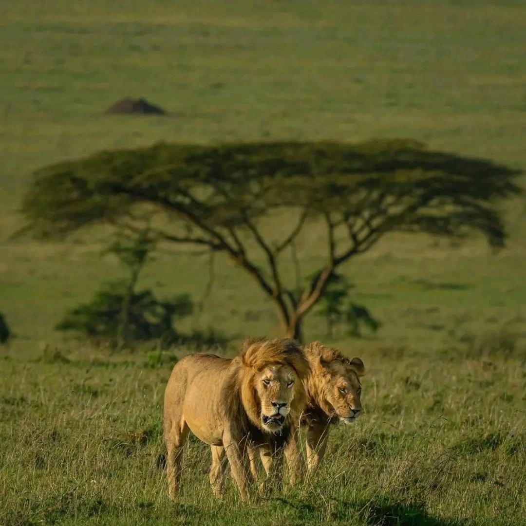 Ilkerin Camp Maasai Mara Bed & Breakfast Sekenani Dış mekan fotoğraf