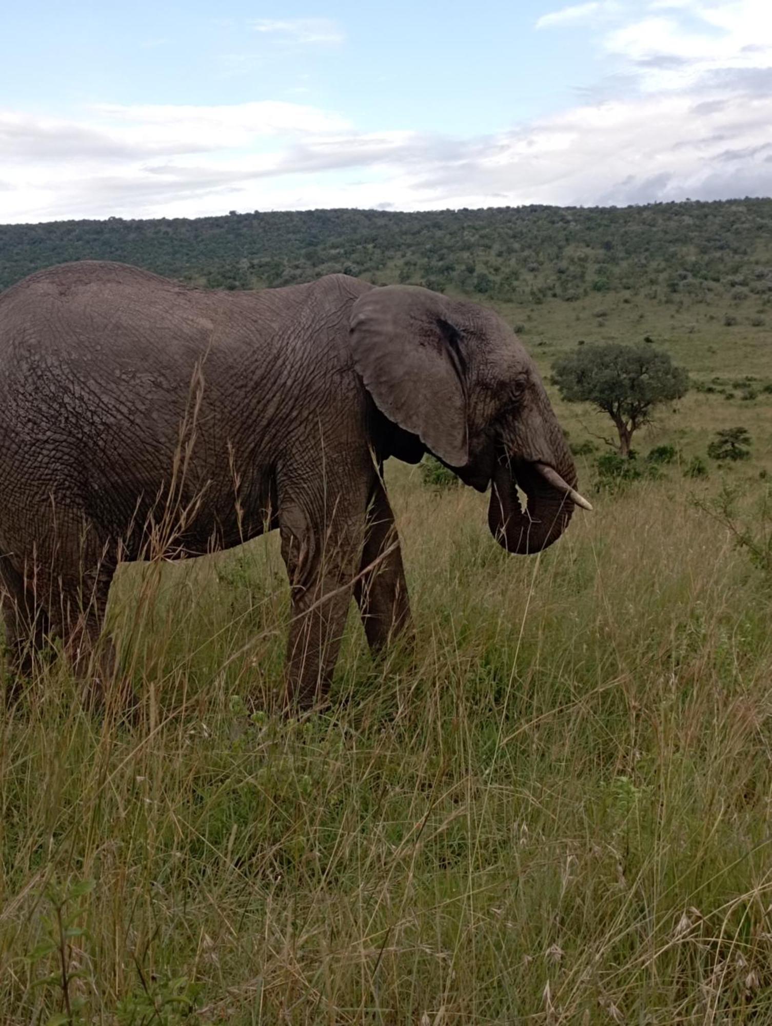 Ilkerin Camp Maasai Mara Bed & Breakfast Sekenani Dış mekan fotoğraf
